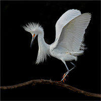 "Balancing Act", Won 1st Place November 2013