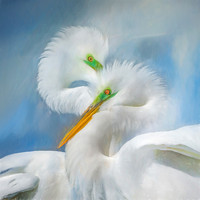 Love Birds