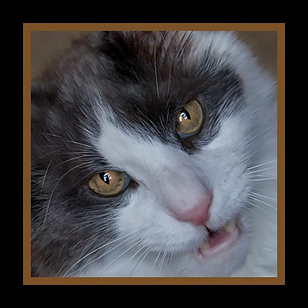 George 4