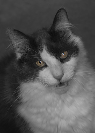 George 7