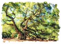 Angel Oak