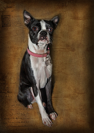 Millie 1, 5 by 7