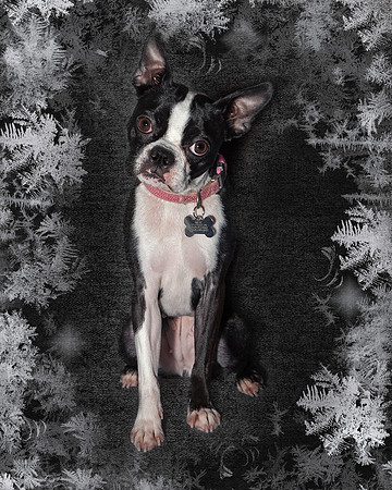 Millie 2, 8 by 10
