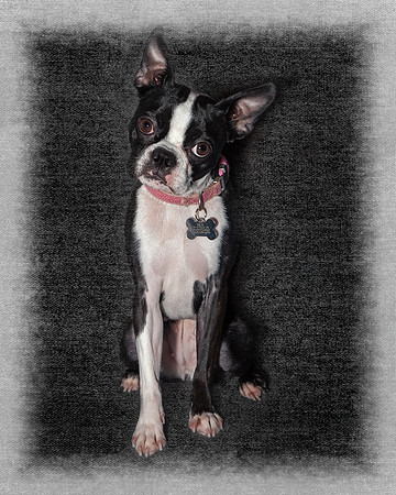 Millie 3, 8 by 10