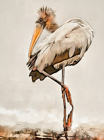 Wilbur Woodstork Won Third Place Digital Photography Mixed Media