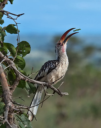 "Red Billed Hornbill In Africa", Won First Place Best Nature 2012