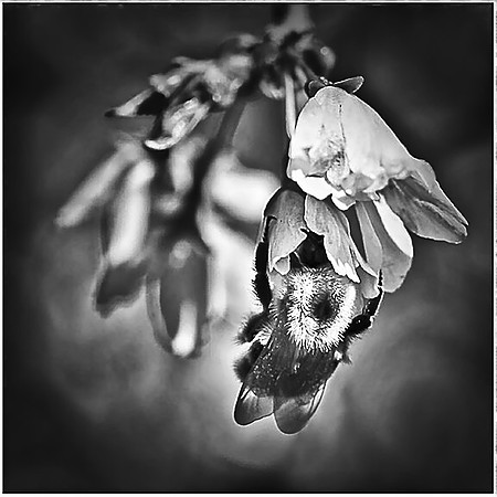 "Drink of Weeping Cherry", Won Honorable Mention January 2012