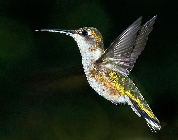 "Female Ruby Throated Humingbird", Won First Place September 2011