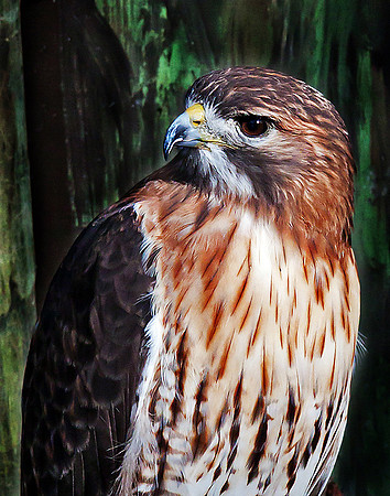 "The Look", Won First Place Print Com petition March 2012
