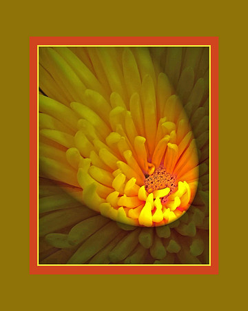 "Spotlight On Chrysanthemum", Won Honorable Mention December 2011