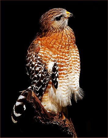 "Red Shouldered Hawk", Won Second Place March 2012