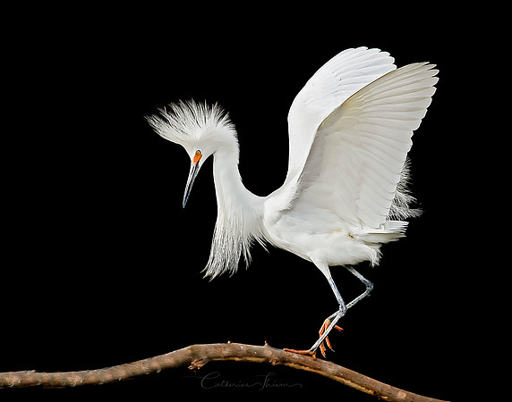 Balancing Act