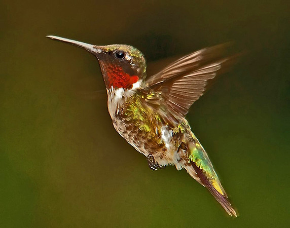 "Male Ruby Throated Hummingbird", Won Honorable Mention October 2011