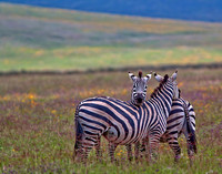 "Plains Zebra In Defense Pose", Was Accepted In Competition 2012