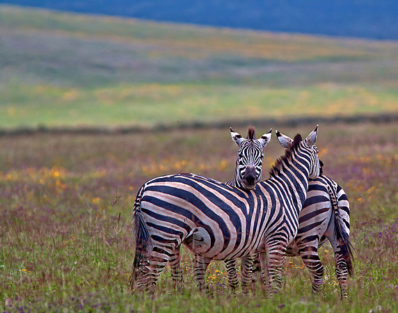 "Plains Zebra In Defense Pose", Was Accepted In Competition 2012