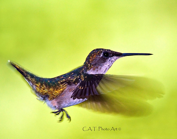 "Hey Wait For Me", Wond Second Place  September 2011
