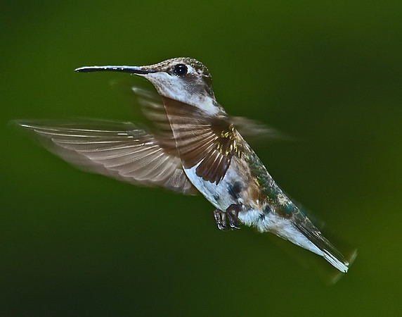 "Dancing On Air", Won Second Place January 2012