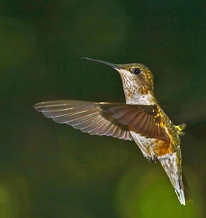 "Female Ruby Throated Hummingbird", Won Second Place October 2011
