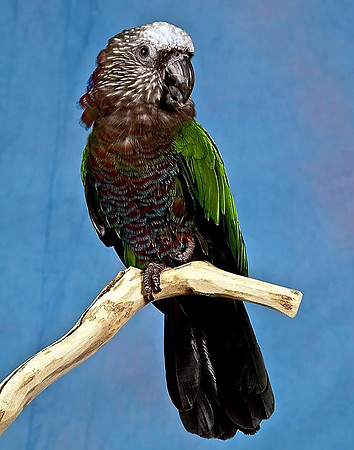"Pretty Boy", Won First Place September 2011