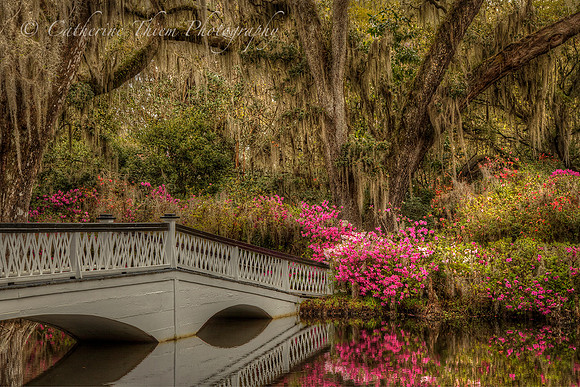 Magnolia Plantation South Carolina
