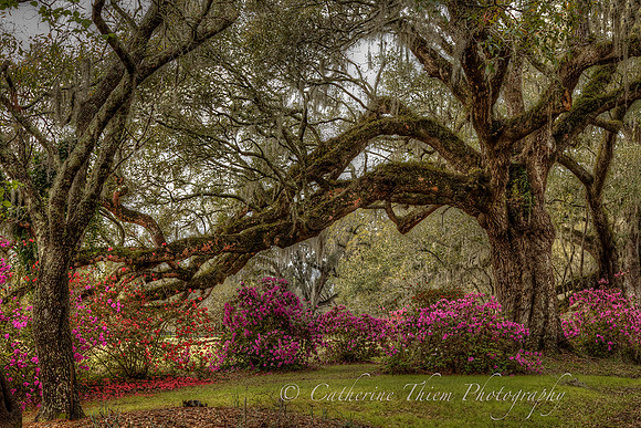 gnolia Plantation South Carolina