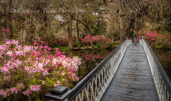 gnolia Plantation South Carolina