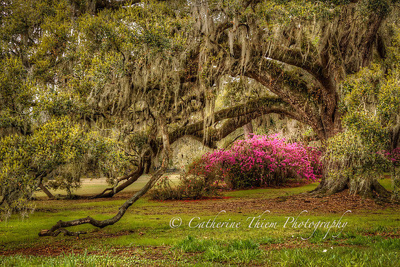 gnolia Plantation South Carolina