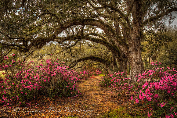 gnolia Plantation South Carolina