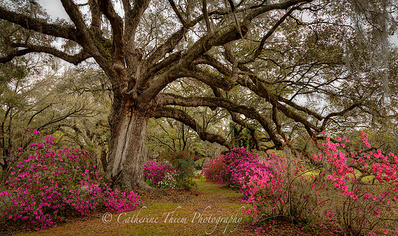 gnolia Plantation South Carolina