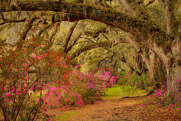 gnolia Plantation South Carolina