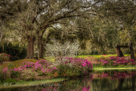 Middleton Plantation South Carolina