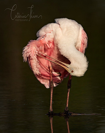 Preening
