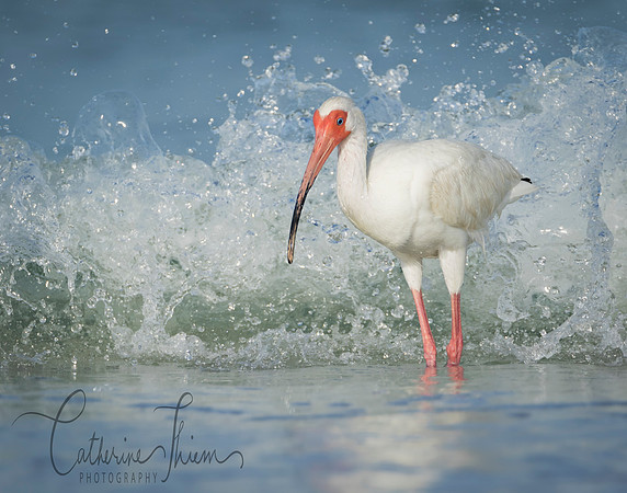 Surfing Ibis