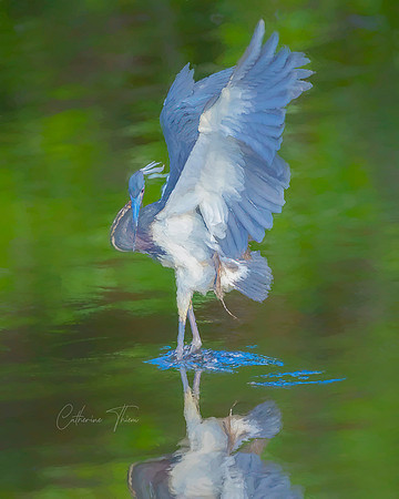Tricolored Tango 2