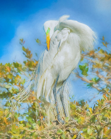 Preening Egret