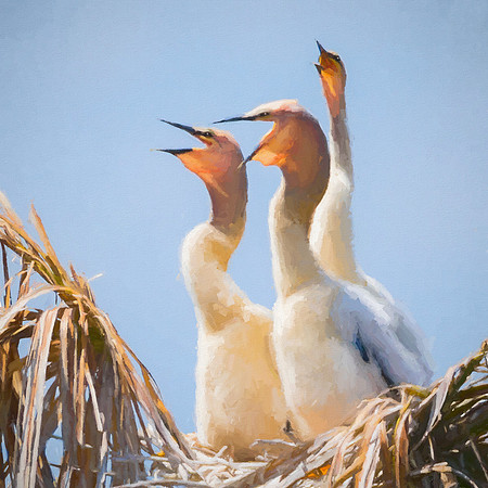 Anhinga Chicks
