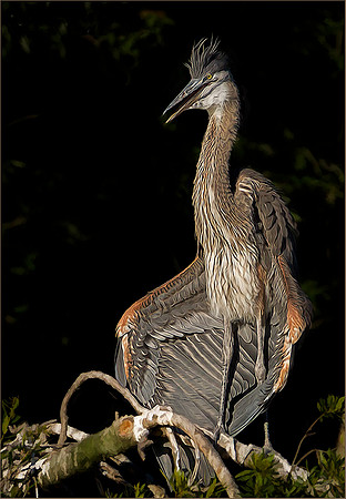 Juvenile Blue Heron