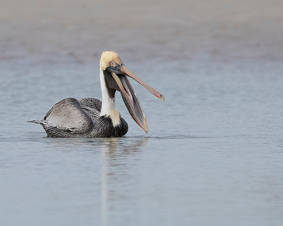 Happy Pelican 2