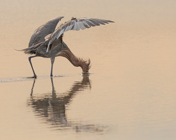 Reddish Egret