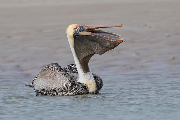 Happy Pelican 1