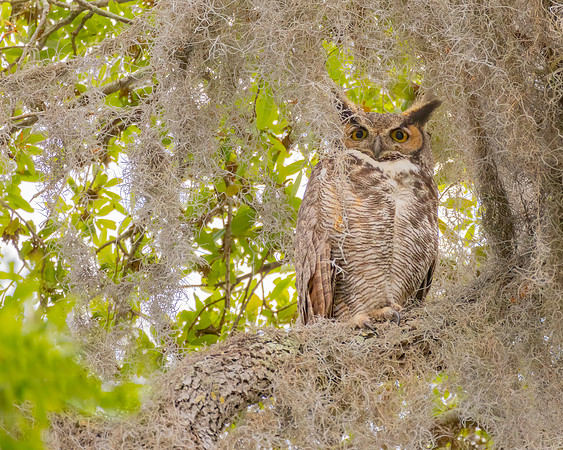 Great Horned Owl 1