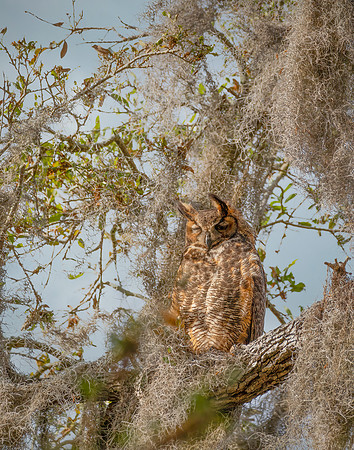 Great Horned Owl 2