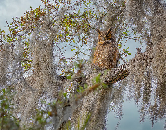 Great Horned Owl 3