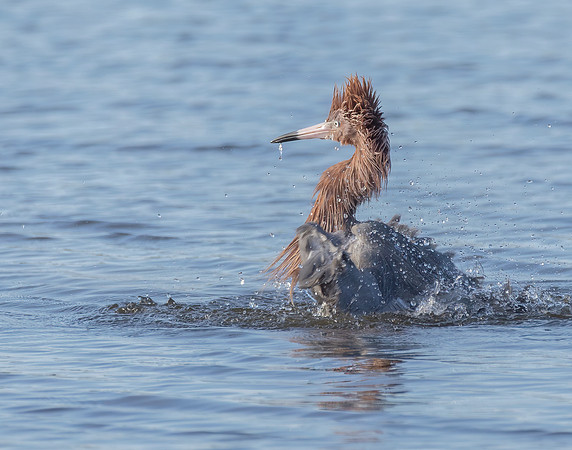 Reddish Egret 1