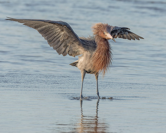 Reddish Egret 2
