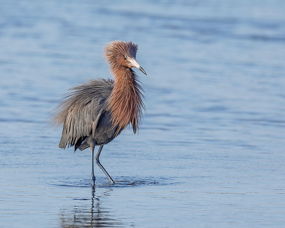 Reddish Egret 3