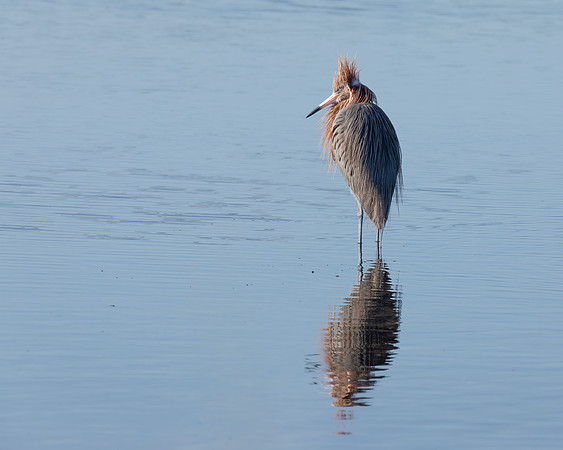 Reddish Egret 4