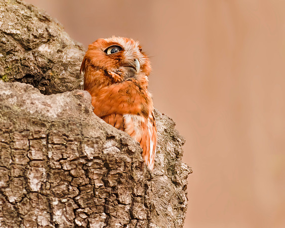 Red Morphed Screech Owl