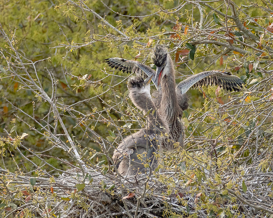 Blue Heron Chicks