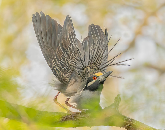 Mating Pose Yellow Crowned Night Heron 1